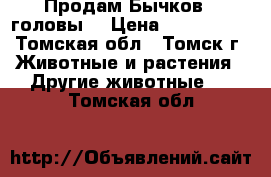 Продам Бычков 2 головы. › Цена ­ 10-15000 - Томская обл., Томск г. Животные и растения » Другие животные   . Томская обл.